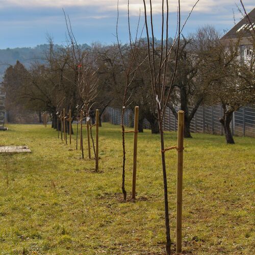 Small fruit trees in a meadow