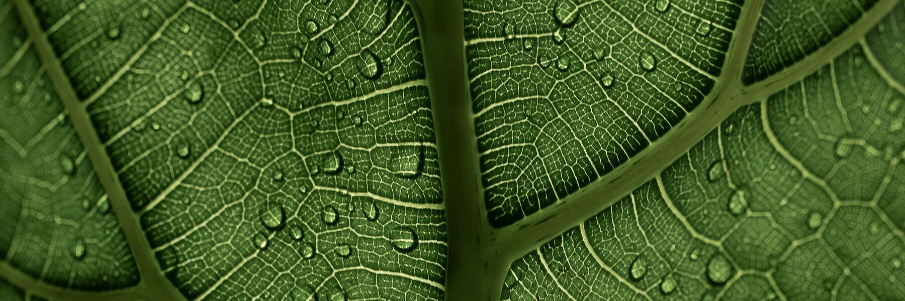 Image of a leaf with water droplets
