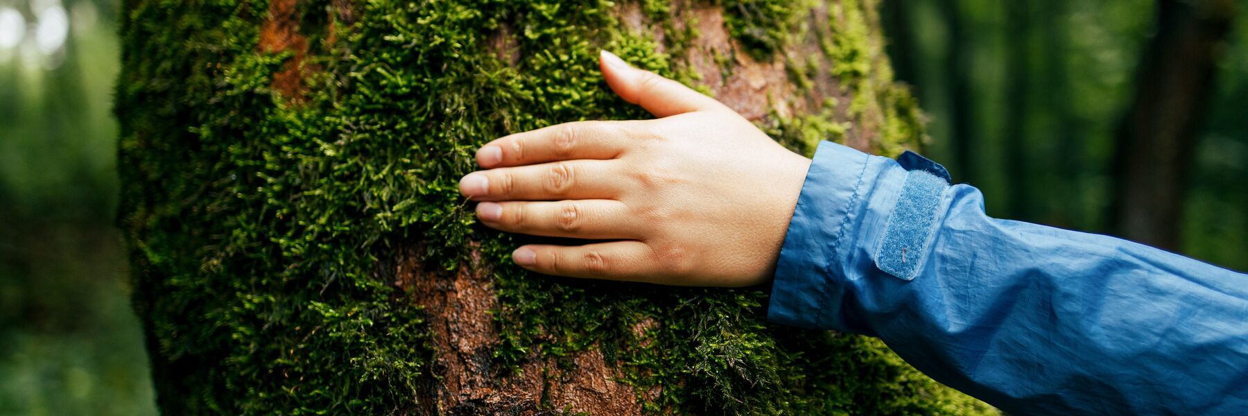 The image shows a person placing a hand on a tree trunk